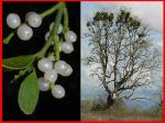 mistletoe composite1