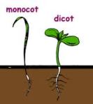 Monocot vs Dicot
