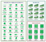 leaf morphology chart&nbsp;large