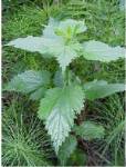 stinging nettle