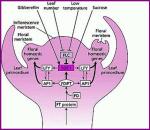 floral meristem physiology