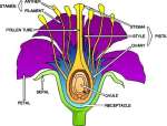 flower anatomy