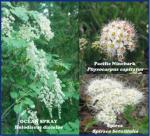 Spirea-ninebark-oceanspray composite