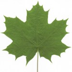 bigleaf-maple-leaf