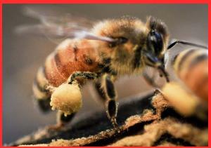 bee collecting resin1