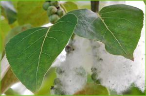 Cottonwood leaves and seed fluff