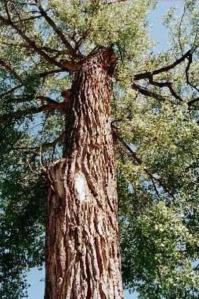 Cottonwood tree