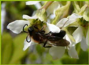 bee on indian plum