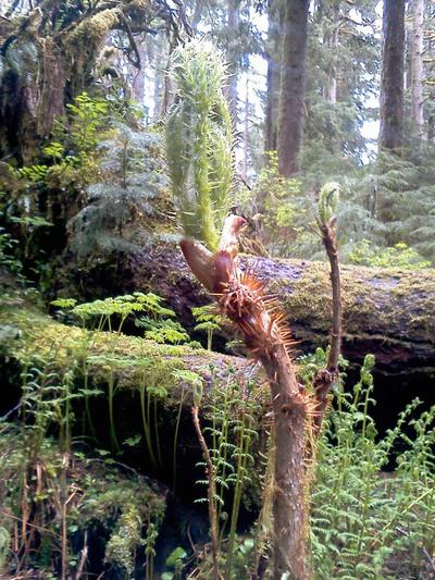 Devil's Club - Oplopanax horridus 