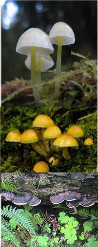 fungi composit